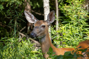 Fototapeta premium A White-Tail doe in the woods