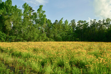 Yellow Wildflower Meadow Along a Forest Edge