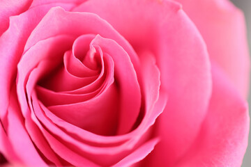 beautiful floral pattern with red rose