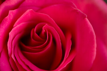 beautiful floral pattern with red rose