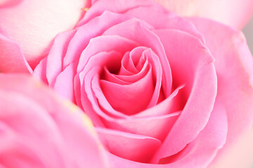 beautiful floral pattern with red rose