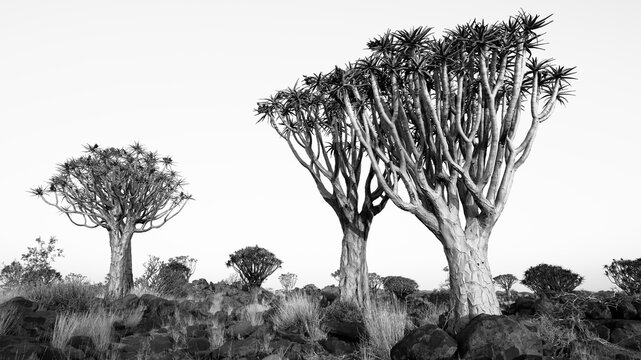 Quiver Trees