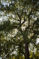 Fototapeta premium Ein Baum mit grünen Blättern in den USA im Sommer von unten fotografiert