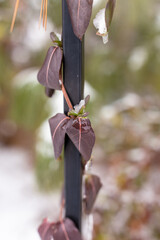 close-up of dark colored leaves on a vine around a black fence pole in winter with snow, vertical orientation 