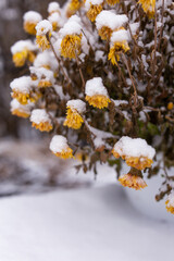 close-up of dying yellow mums covered in snow with a blurred background in a vertical orientation covered in snow