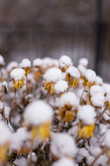 close-up of dying yellow mums covered in snow with a blurred background in a vertical orientation covered in snow