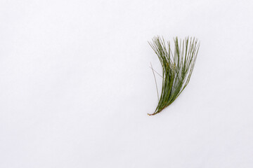close-up of an isolated green pine needle sprig against a white snow covered background in a horizontal orientation with copy space