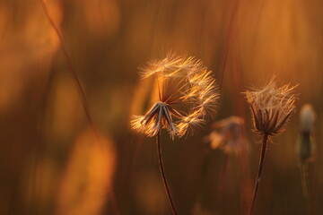 fiore di dente di leone in estate al tramonto © Simona