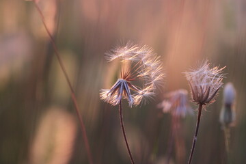 fiore di dente di leone in estate al tramonto © Simona