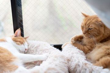 窓辺でくつろぐ可愛い二匹の猫	