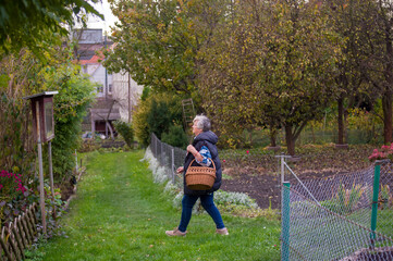 Starsza Pani z koszem wiklinowym wchodząca do swojego ogrodu. © Monika