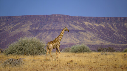 giraffe in africa