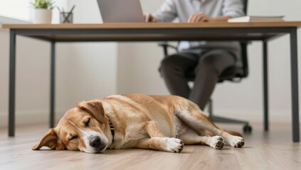 dog, pet, animal, golden, portrait