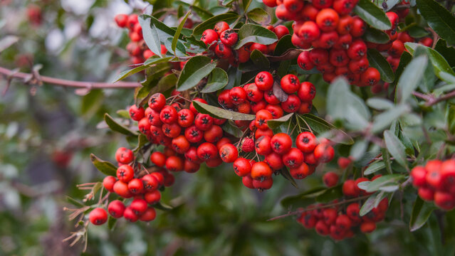 A close-up of a branch with bright red berries and green leaves of firethorn (Pyracantha coccinea), creating a vivid natural contrast.