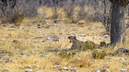 cheetah resting © John