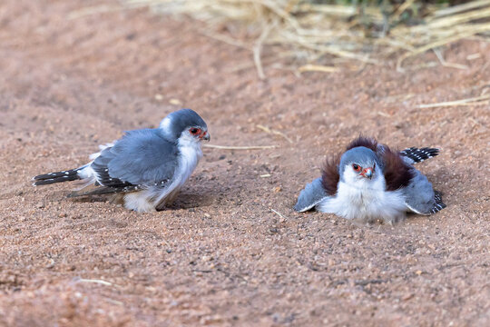 Halsband-ZwergfalkePolihierax semitorquatus(Smith, 1836)