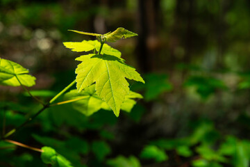 A small green oak leaf catches the sunlight brightly. The background is dark and blurred, making the leaf stand out. The scene is vibrant and lively with natural light.