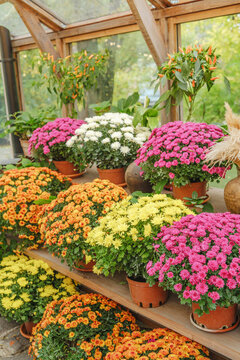 Colorful potted mums blooming in a greenhouse with varied flower colors and green leaves