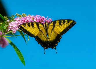 A monarch butterfly is feeding on a purple flower. The bright yellow of the butterfly contrasts with the purple of the flower against a clear blue sky. It shows nature in a garden.