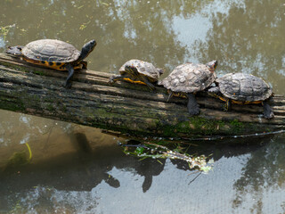 Turtles resting on log &ndash; nature harmony and teamwork concept