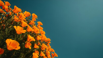 Orange California poppies blooming under a clear blue sky, spring wildflowers in a meadow setting, background with copy space for nature and environmental themes.