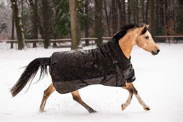 Horse in the snow I