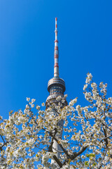 Fernsehturm in Dresden mit Bl&uuml;ten