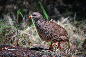 Natal Spurfowl