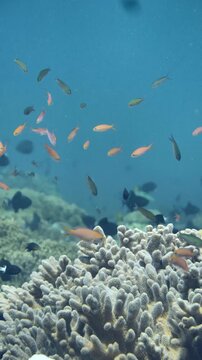 Anthias fishes (Pseudanthias sp.) form tight groups near reef structures in Pulau Pisang, Banda Sea.