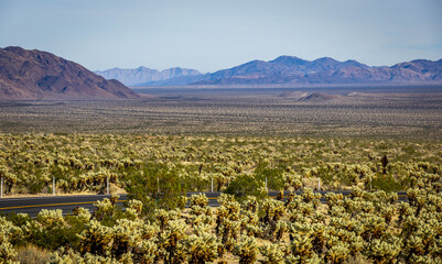 Obraz premium Aerial View of Endless Cholla Cactus Field