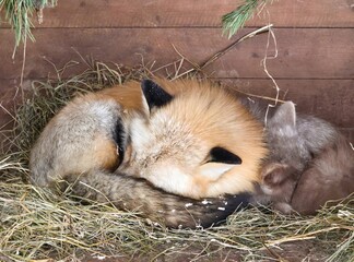 The fox curled up in a ball at the zoo.