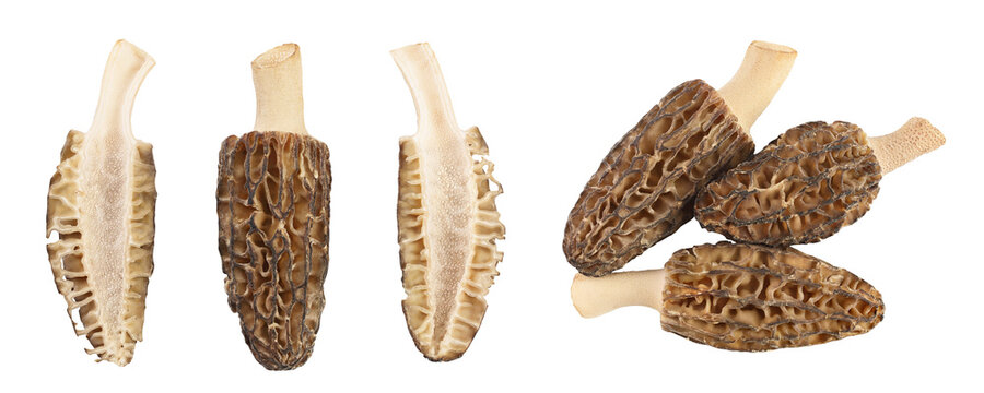 raw morel mushroom isolated on white background with full depth of field. Top view. Flat lay.