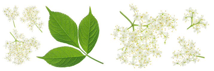 Elderberry flower or Sambucus nigra isolated on a white background.