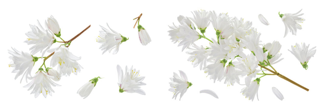 deutzia flowers isolated on a white background