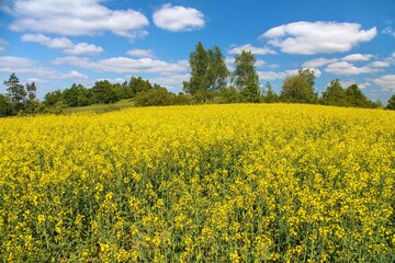 Obraz premium Rapeseed, canola or colza field in Latin Brassica Napus