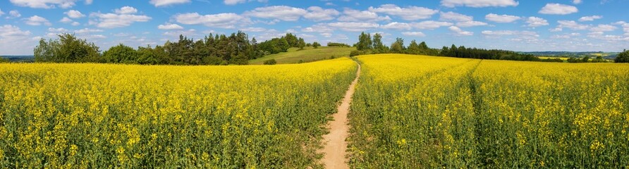 Obraz premium Field rapeseed canola colza Brassica napus path way