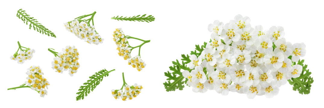 fresh yarrow flowers isolated on white background. Top view. Flat lay