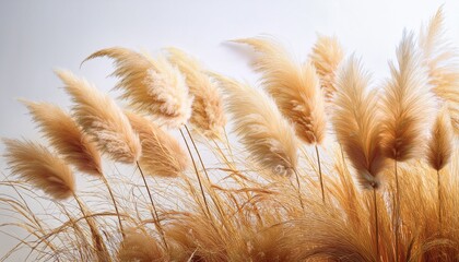 golden pampas grass plumes sway gently in the soft bright sunlight against a clean white background