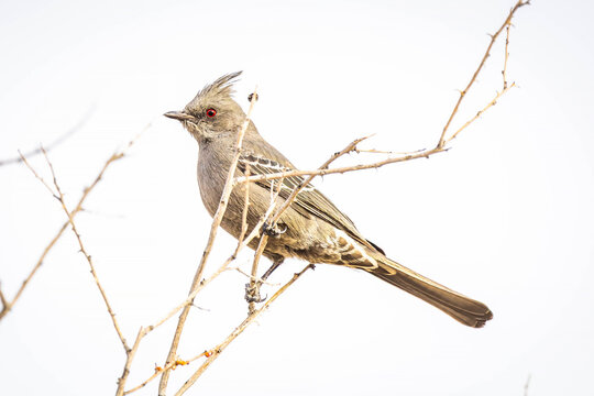 Female Phainopepla close up portrait bird