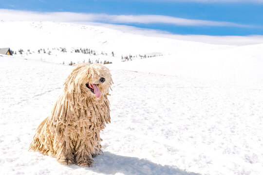 Hungarian white purebred puli breed dog,shepherd dog with dreadlock outdoor lying on snow at winter in mountains