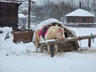 A pony horse on a farm in winter
