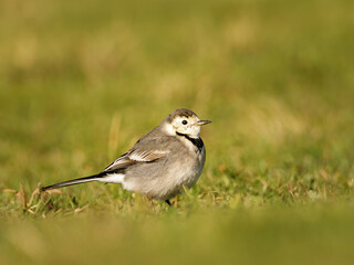 Bergeronnette grise (Motacilla alba) se d&eacute;pla&ccedil;ant au sol, petit passereau en milieu ouvert, comportement de recherche alimentaire