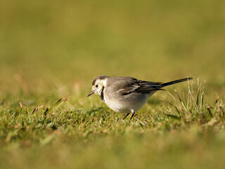 Bergeronnette grise (Motacilla alba) se d&eacute;pla&ccedil;ant au sol, petit passereau en milieu ouvert, comportement de recherche alimentaire