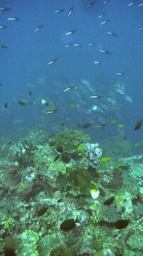 Schools of neon fusiliers and midnight snappers swim actively around the reef slope in Suanggi, Banda Sea, Maluku, Indonesia.