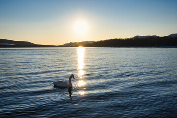 Obraz premium 屈斜路湖の白鳥 