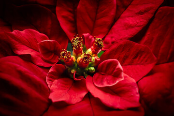 euphorbia pulcherrima. Poinsettia flower, macro foto
