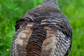 Female adult wild turkey (Meleagris gallopavo) close-up of the back feathers
