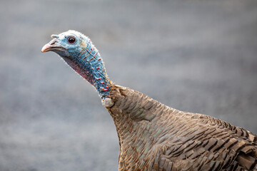 Female adult wild turkey (Meleagris gallopavo) close-up of the head and neck