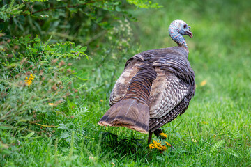 Female adult wild turkey (Meleagris gallopavo) walking in a field