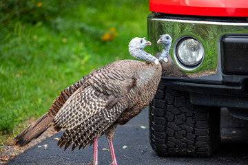 Female wild turkey (Meleagris gallopavo) fighting with her reflection in a trucks bumper